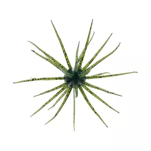 Hideup Coike 13mm Creature Watermelon Seed
