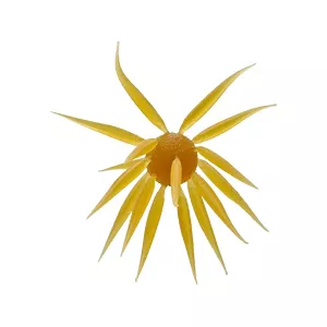 Hideup Coike Fish Elastomer Large Creature Kuririnkintoki