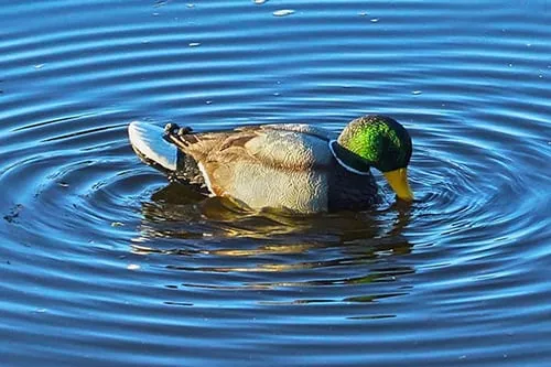 MOJO RIPPLER MALLARD DRAKE DEC